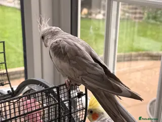 Cockatiels birds Duo of Bonded Cockatiels + Full Setup - Advert 4