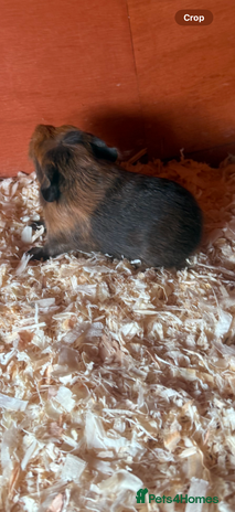 Guinea Pig rodents - Advert 10
