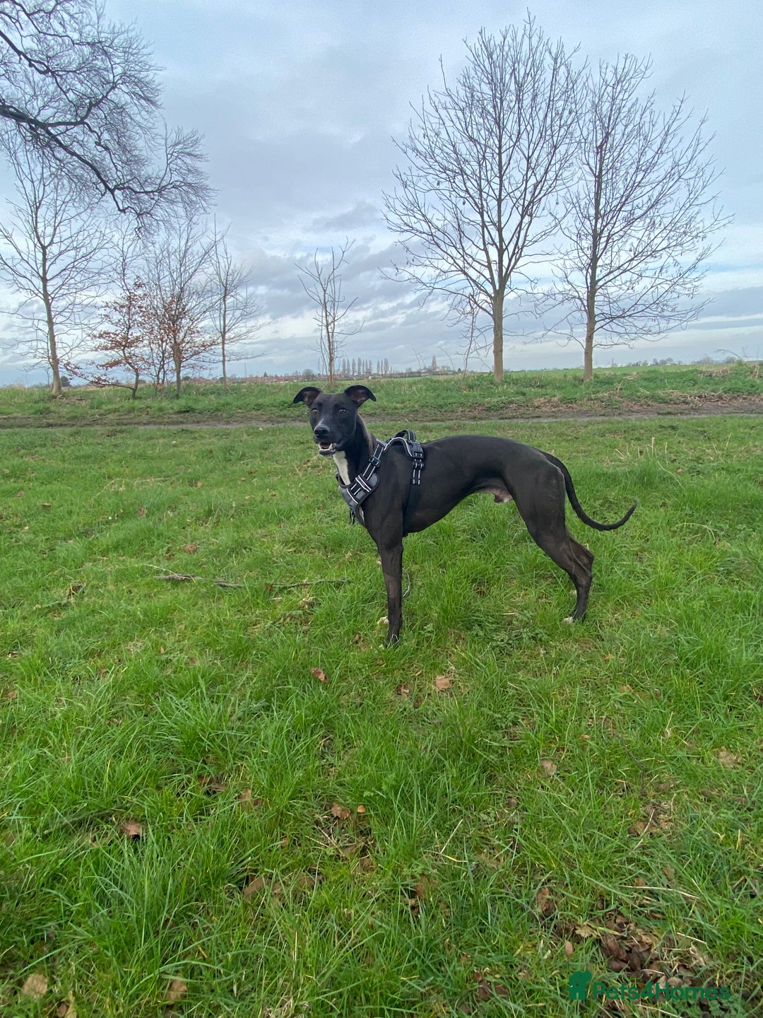 Whippet dogs for sale: Milo  - Advert 3