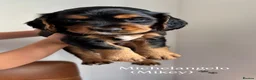 Cocker Spaniel dogs for sale: Tri coloured cocker spaniel puppies  in Cheltenham - Advert 3