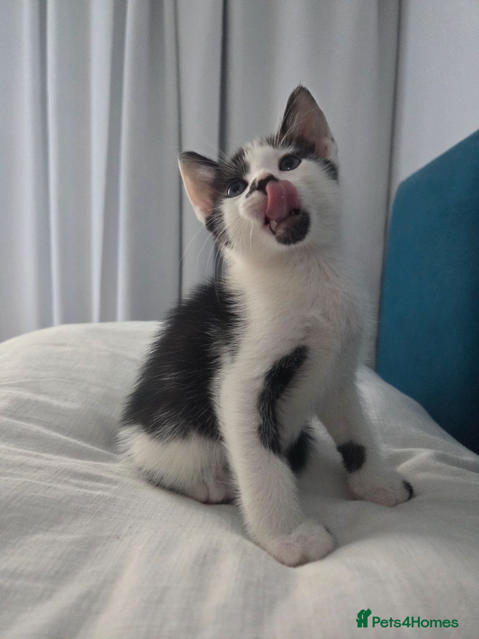 Mixed Breed cats 🐾 Handsome Little Boy  🖤🤍 - Advert 1