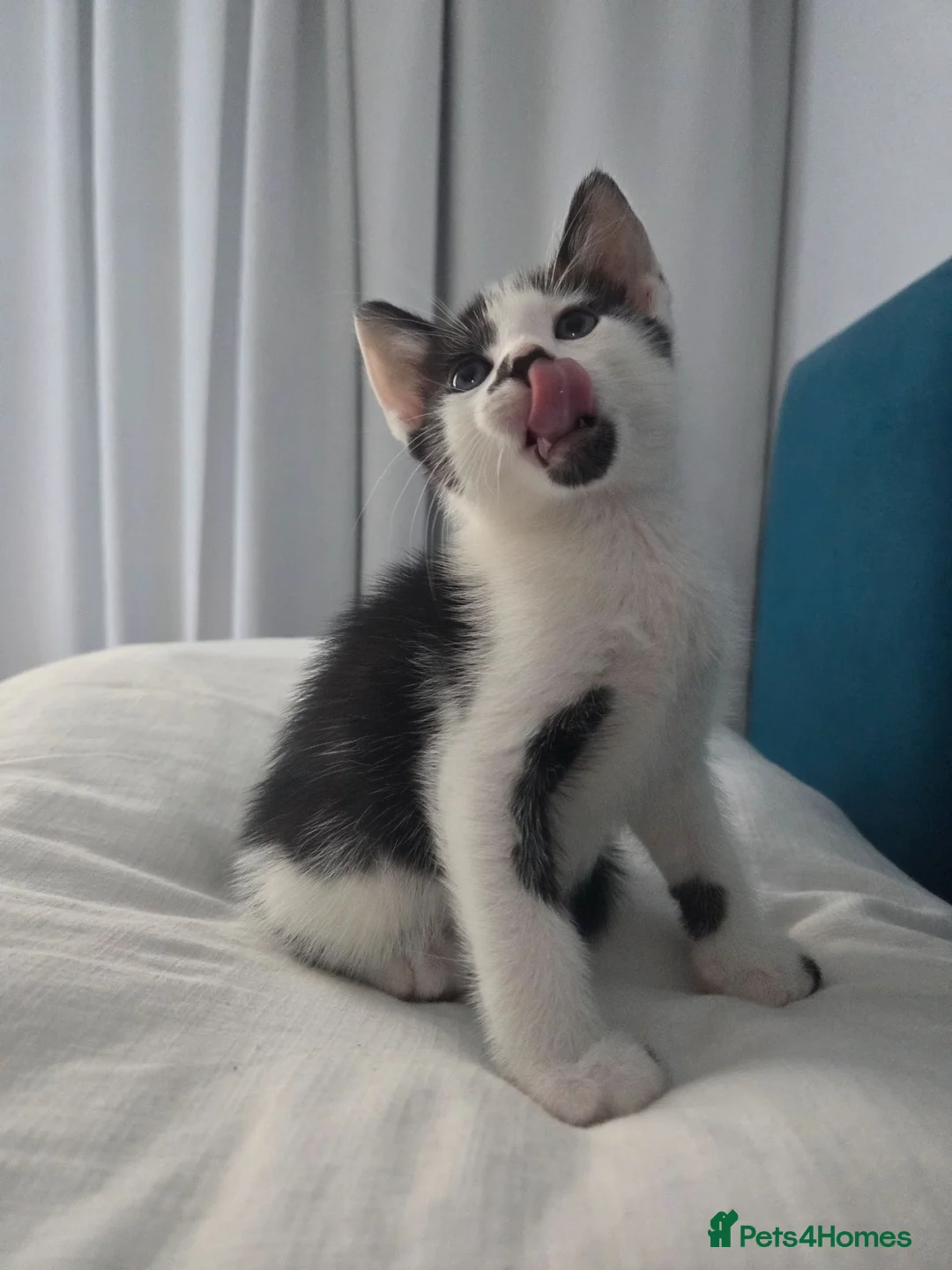 Mixed Breed cats for sale: 🐾 Handsome Little Boy  🖤🤍 - Advert 1