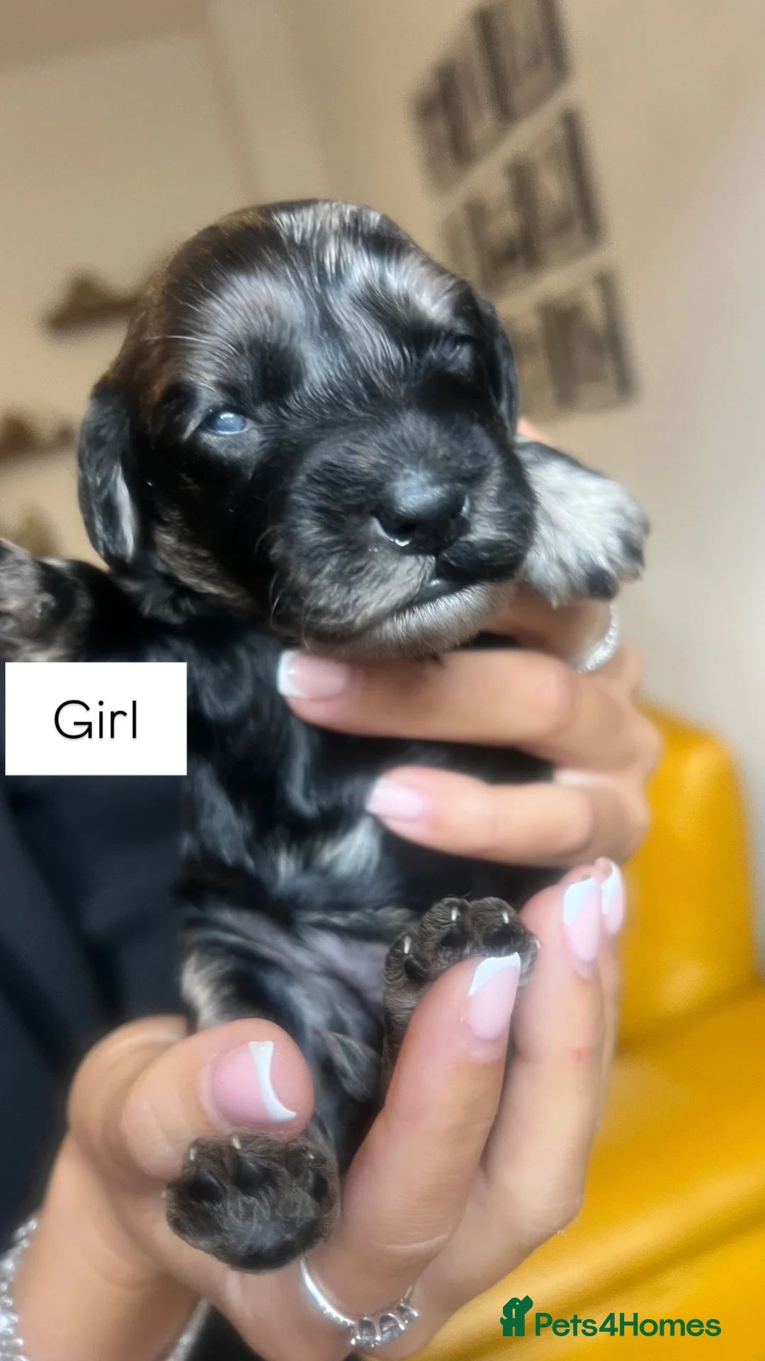 Cockapoo dogs for sale: Tri merle cockerpoos in Colne - Advert 6