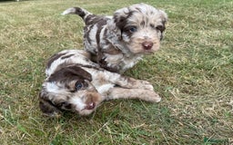 Sproodle dogs for sale: Sproodle Puppy 3 - 💥 Rare Gorgeous Chocolate Merle Sproodles 🐶 - Image 6