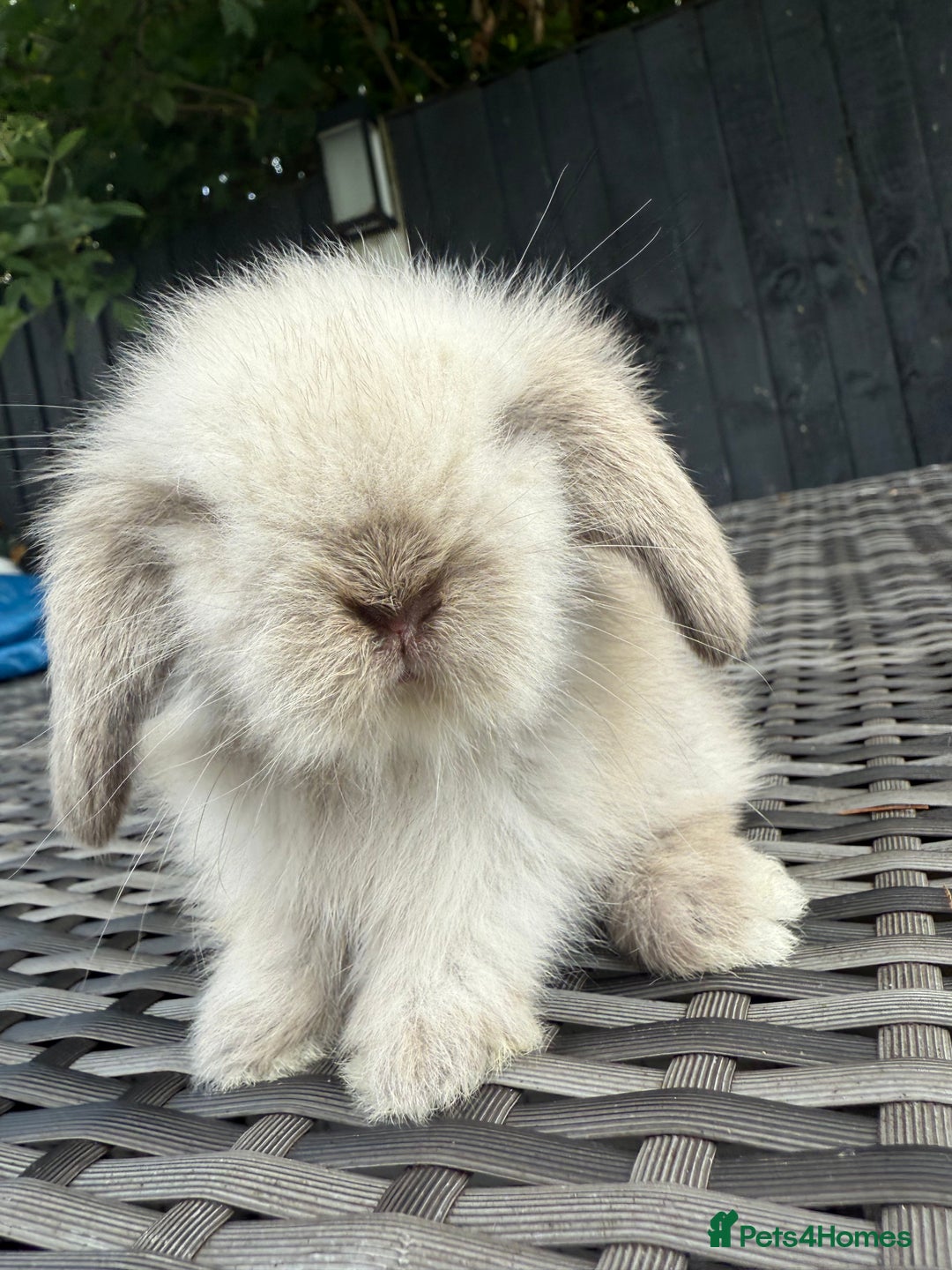 Mini Lion Lop rabbits for sale: Mini Lion Lop **Waiting List Now Open** - Image 8