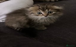 Scottish Fold cats for sale: 1 fold 2 straight Scottish darlings  - Image 5