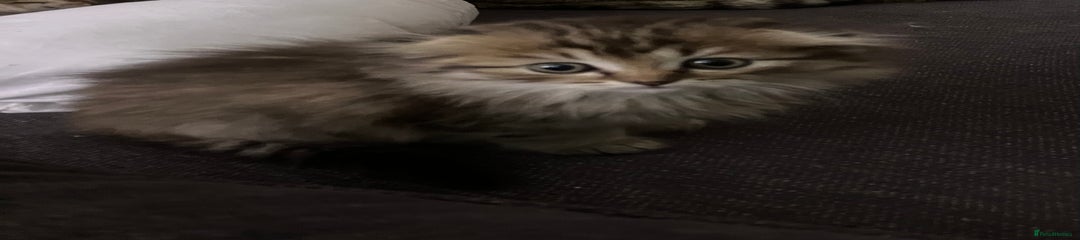 Scottish Fold Kitten 5