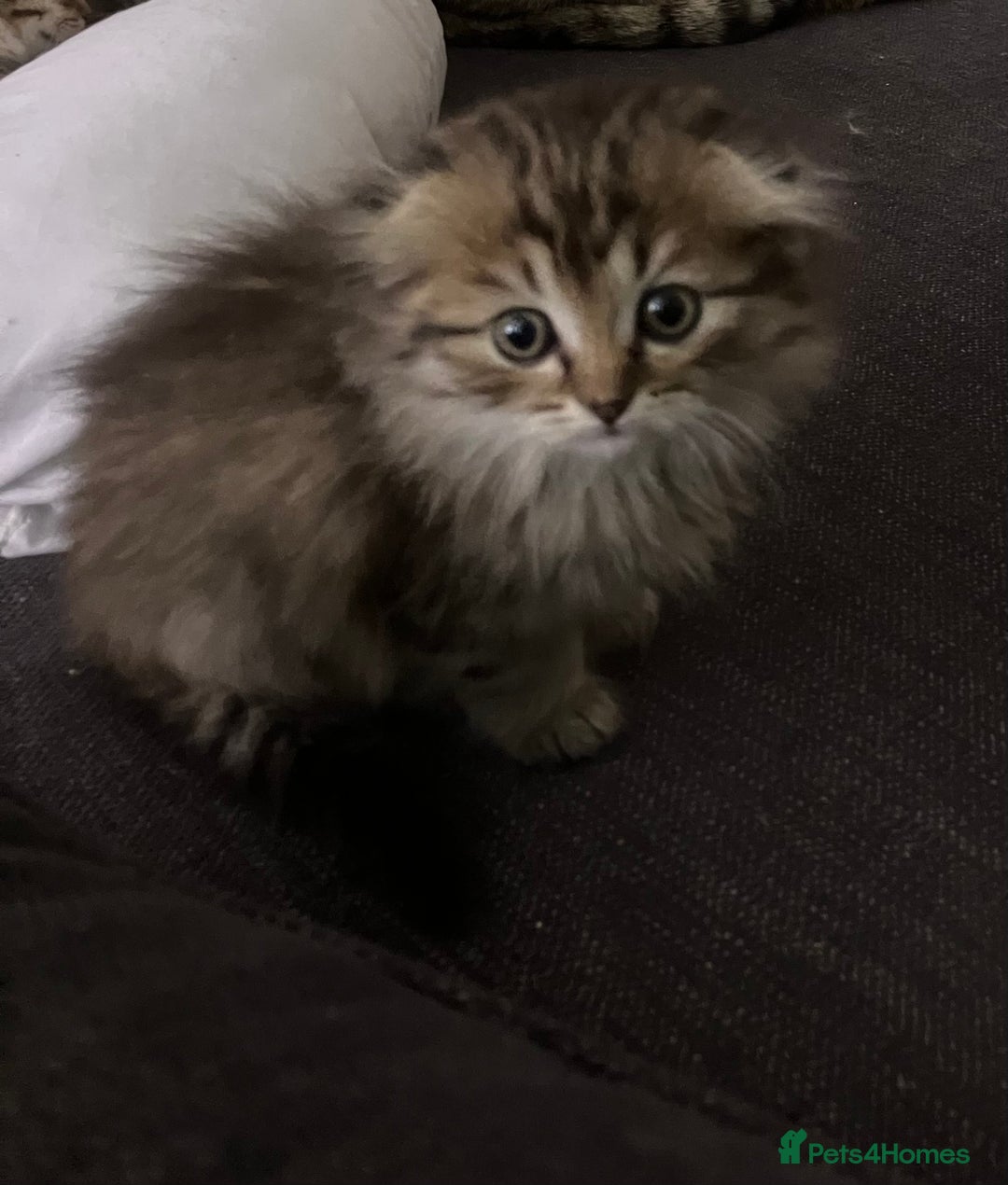 Scottish Fold cats for sale: 1 fold 2 straight Scottish darlings  - Image 5