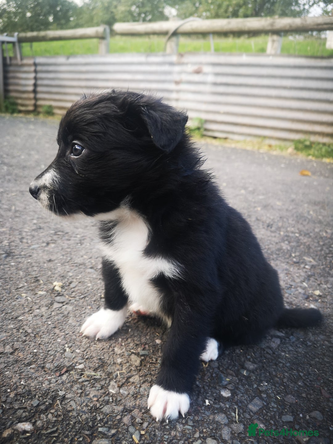 Border Collie dogs for sale: Beautiful Fluffy Collie Puppies  - Image 20