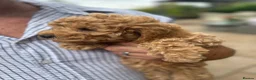 Miniature Poodle dogs for sale: BEAUTIFUL RED MINIATURE POODLE GIRL LOTTIE - Advert 2