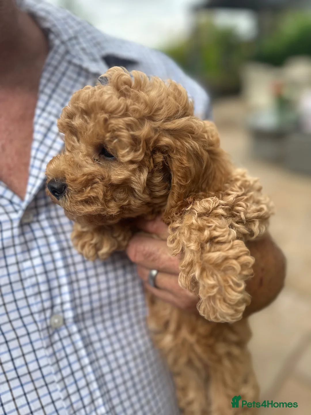 Miniature Poodle dogs for sale: BEAUTIFUL RED MINIATURE POODLE GIRL LOTTIE - Advert 2