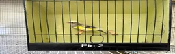 Finches birds for sale: Mutation greenfinches - Advert 2