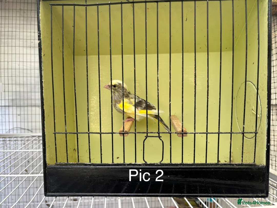 Finches birds for sale: Mutation greenfinches - Advert 2