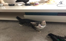 Domestic Shorthair cats for sale: Male 8 week old kitten  - Image 2