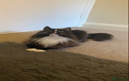 Ragdoll cats for sale: Two Ragdolls. Mom and Son. Ready for new home. - Image 16