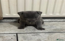 Staffordshire Bull Terrier dogs for sale: Blue Staff pups - Image 5