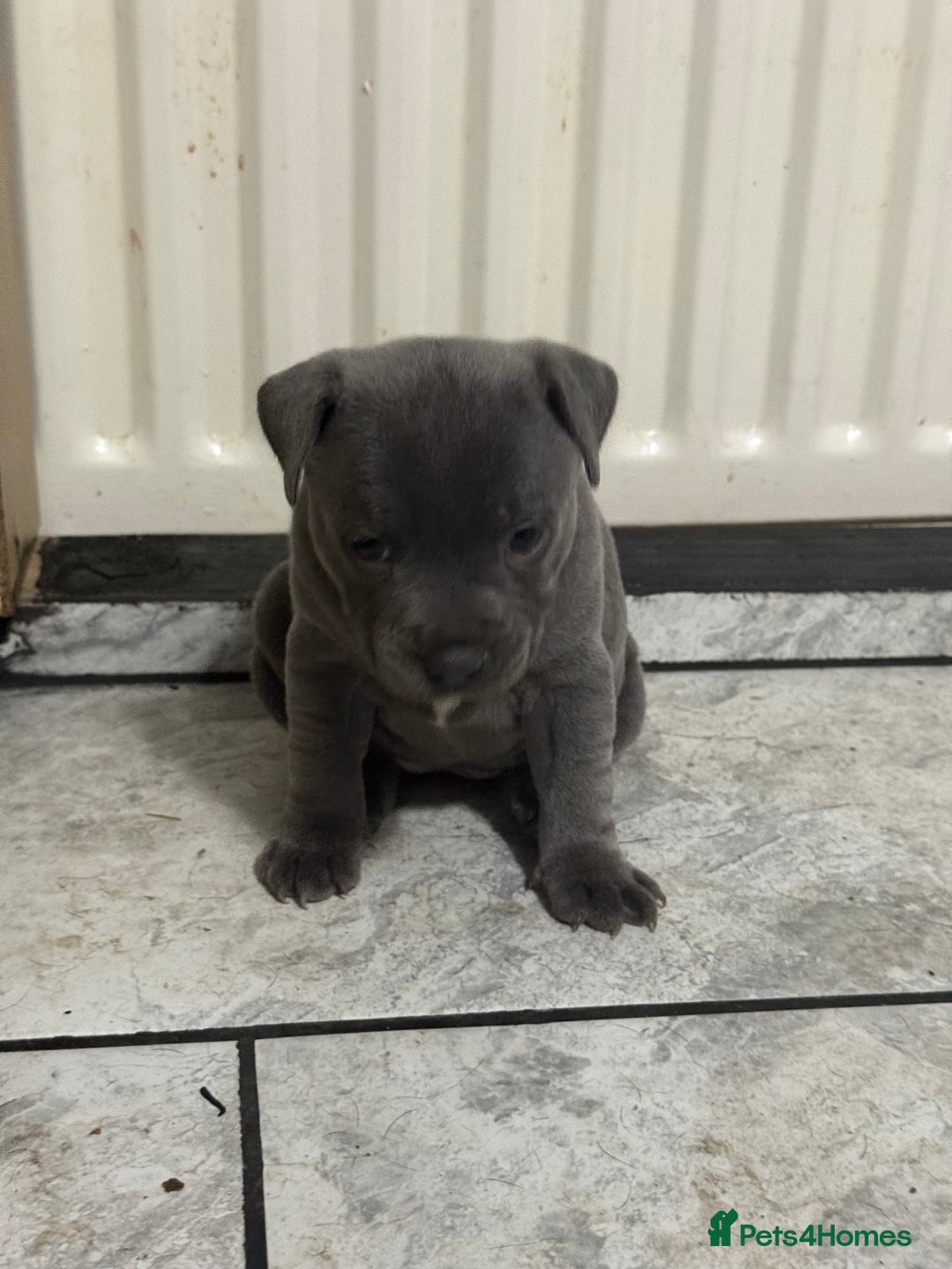 Staffordshire Bull Terrier dogs for sale: Blue Staff pups - Image 5