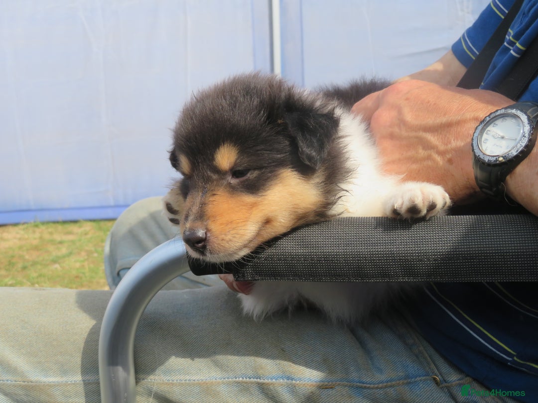 Rough Collie dogs for sale: Rough collie female pups  - Image 6