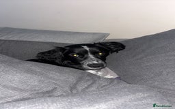 Sprollie dogs for sale: Freddie - Advert 5