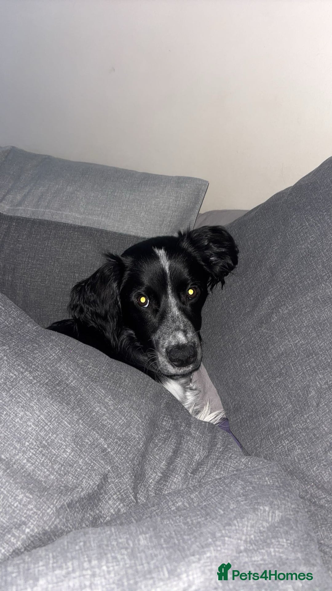 Sprollie dogs for sale: Freddie - Advert 5