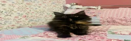 Maine Coon cats for sale: Beautiful Tica Maine Coon babies  - Advert 3