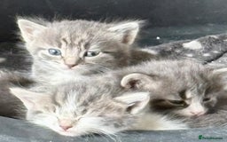 Mixed Breed cats for sale: Grey male kittens ready now  - Image 7