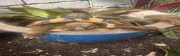 Hermann Tortoise reptiles for sale: Female, Hermann Tort, Table and Lamp in Leicester - Advert 7