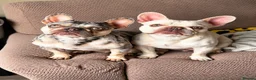 French Bulldog dogs for sale: 2 pink platinum frenchie girls  - Advert 3