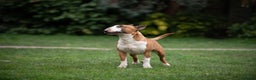 English Bull Terrier dogs for stud: Quality and proven english bull terrier for stud in Preston - Advert 7