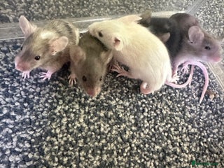 Mouse rodents - Advert 10