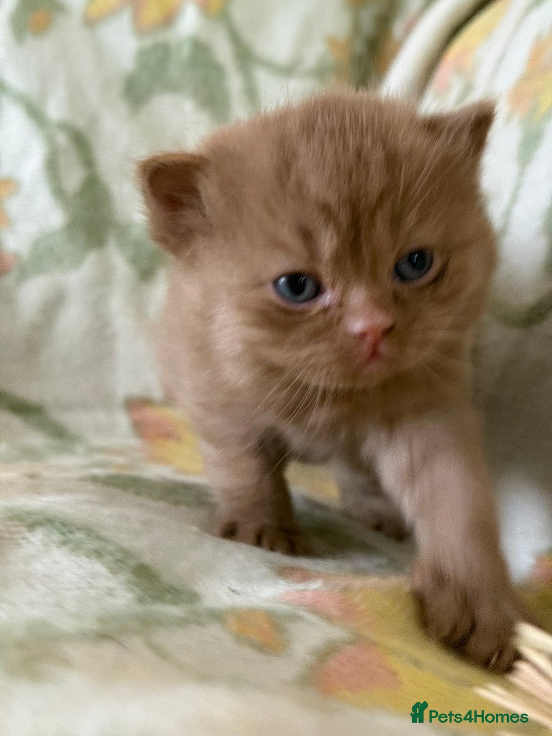 British Shorthair cats for sale: Beautiful GCCF and TICA reg British Shorthair  - Advert 5