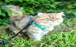 Persian cats for stud: Stud duties: pedigree Persian (Traditional) - Image 2
