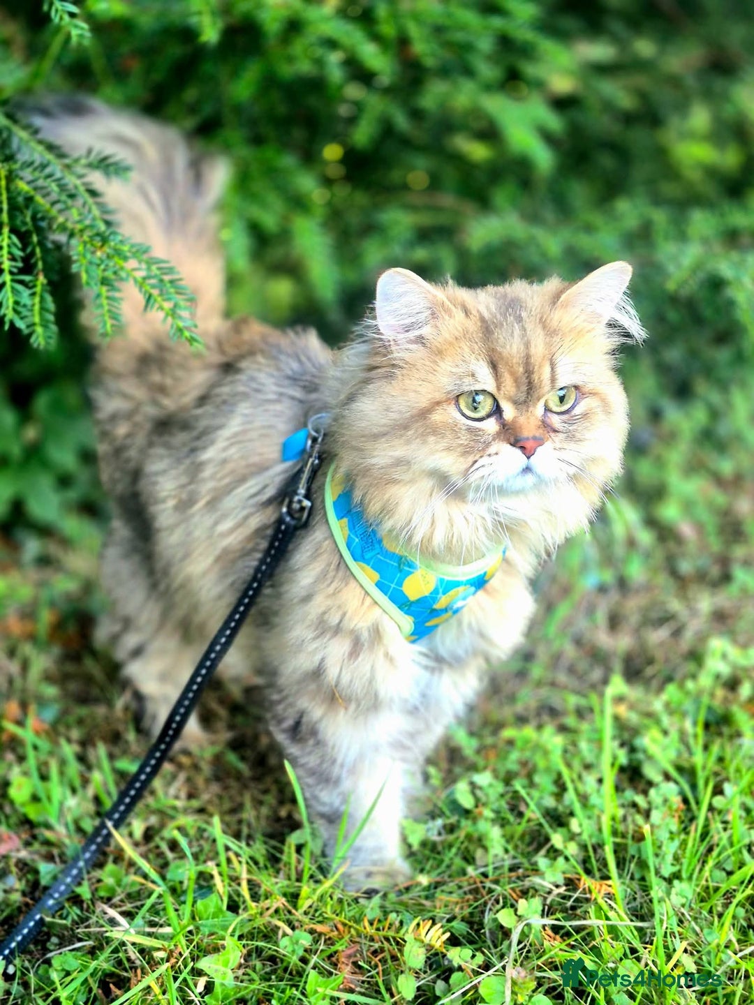 Persian cats for stud: Stud duties: pedigree Persian (Traditional) - Image 2