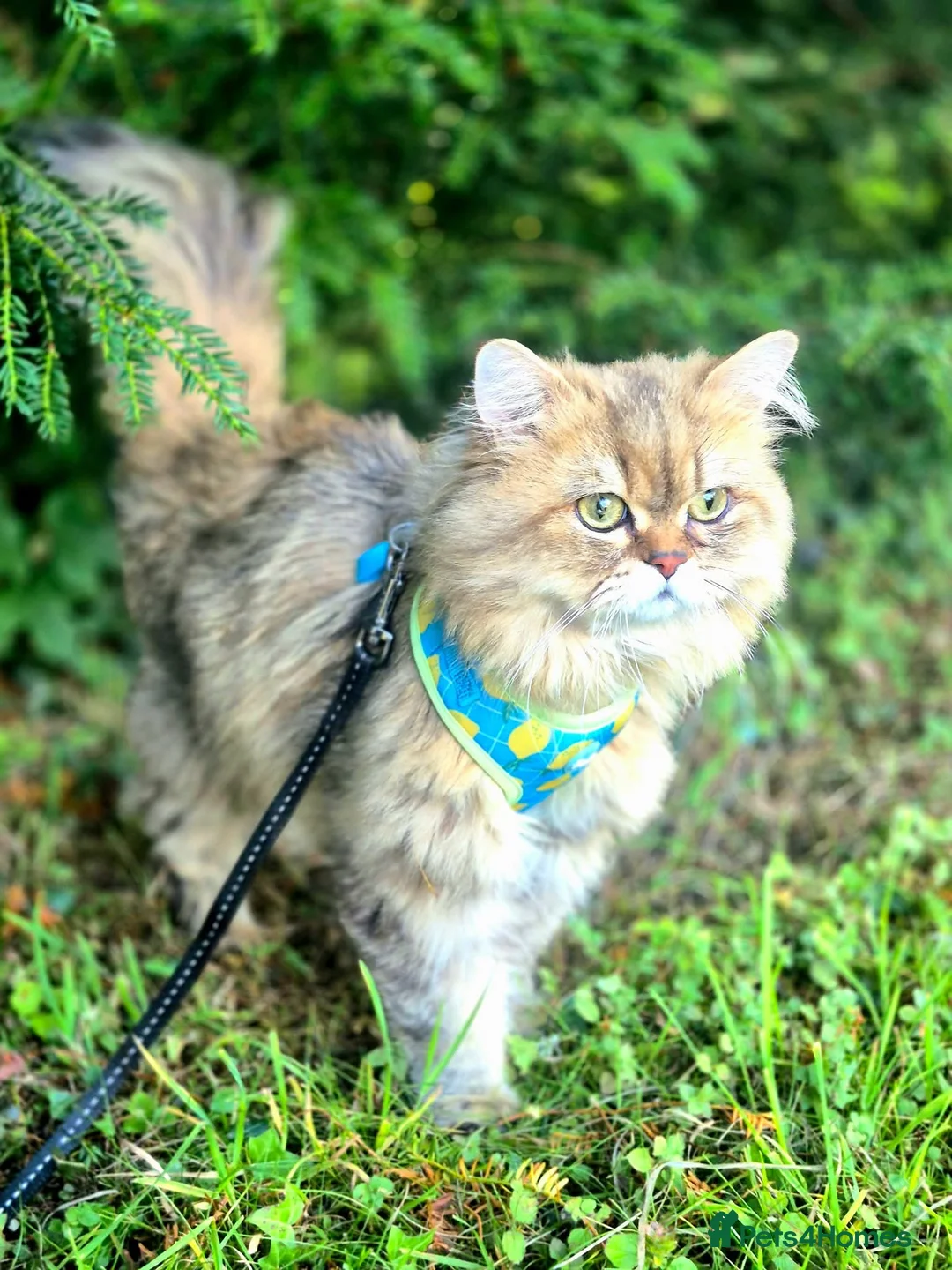 Persian cats for stud: Stud duties: pedigree Persian (Traditional) - Advert 2