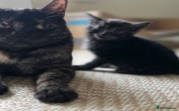 Mixed Breed cats for sale: 🐾 Beautiful Kittens – Tabby x Neva Masquerade  🐾 - Image 11