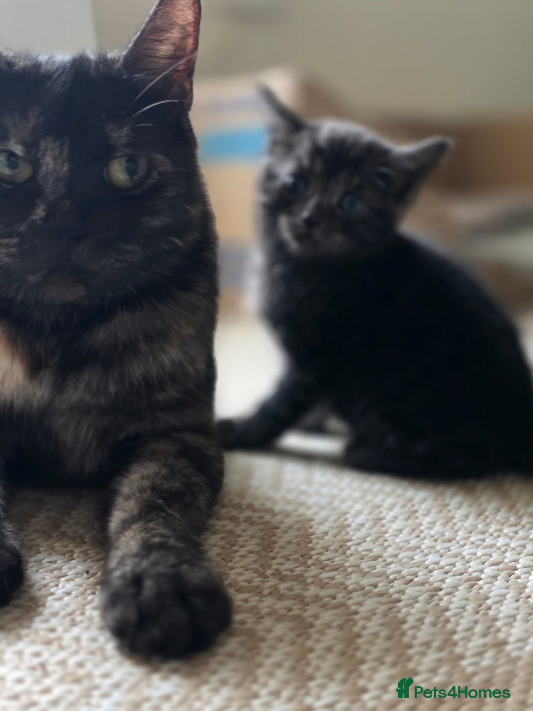 Mixed Breed cats for sale: 🐾 Beautiful Kittens – Tabby x Neva Masquerade  🐾 - Image 11