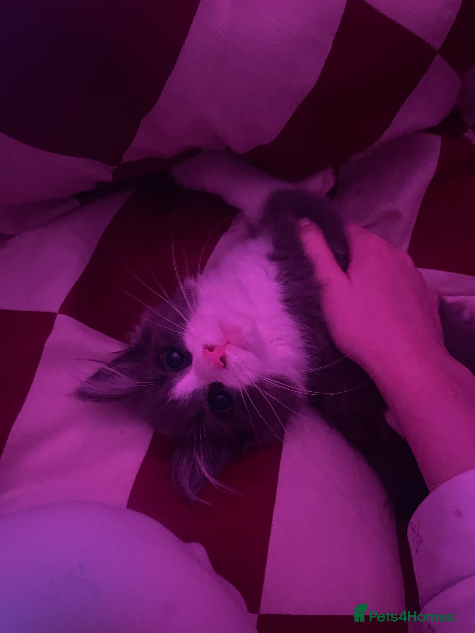 Maine Coon cats 💓ONLY ONE Beautiful Mainecoon/Ragdoll  Kittens💓 - Advert 7