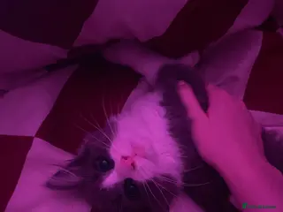 Maine Coon cats 💓ONLY ONE Beautiful Mainecoon/Ragdoll Kittens💓 - Advert 7