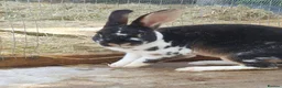 Mixed Breed rabbits for sale: 7 baby rabbits and a 12 month old male (dad!) - Advert 3