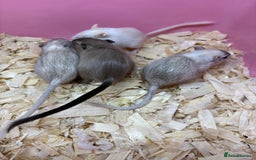 Gerbil rodents for sale: Baby gerbils ready now  - Image 2