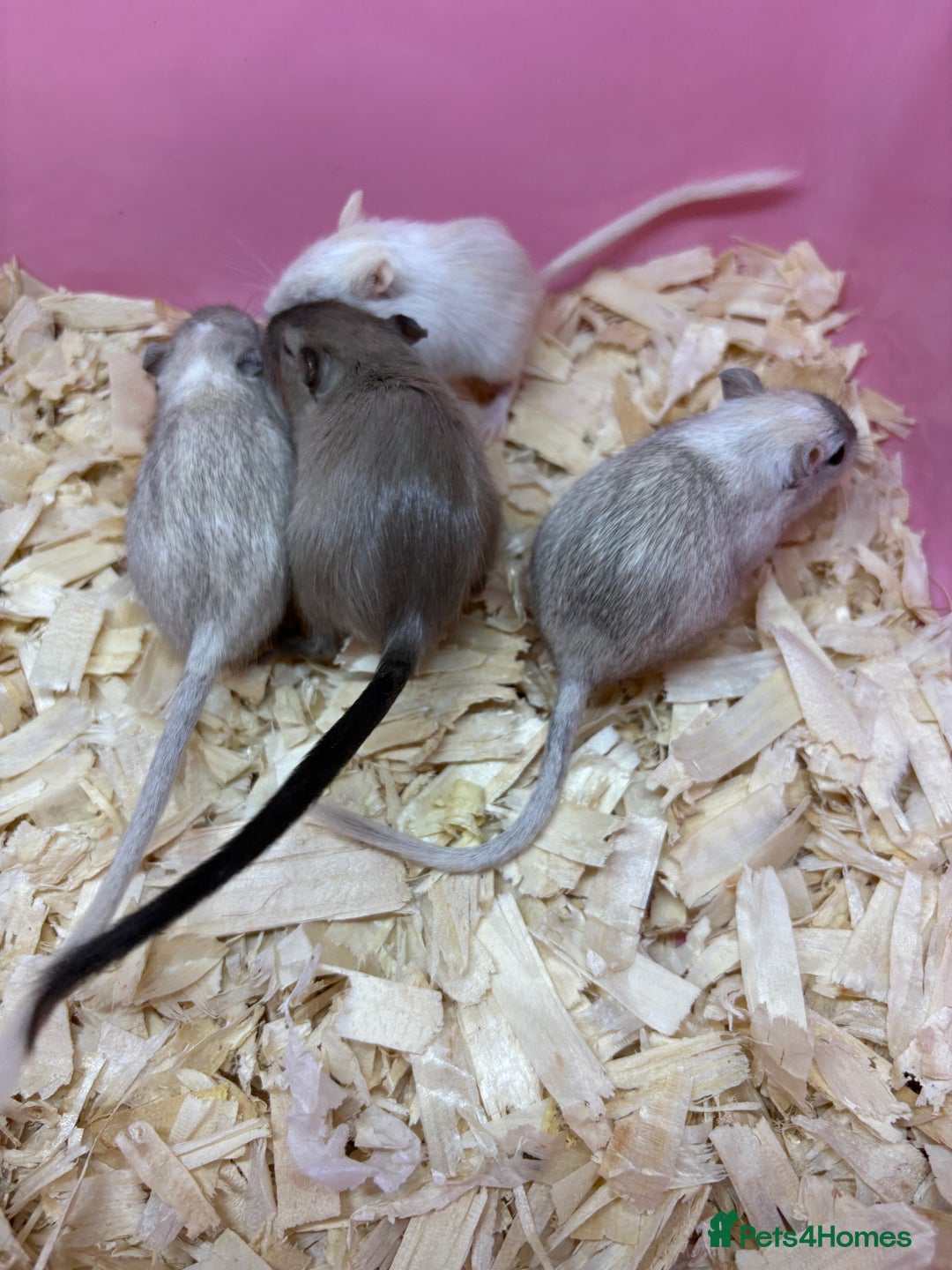Gerbil rodents for sale: Baby gerbils ready now  - Image 2