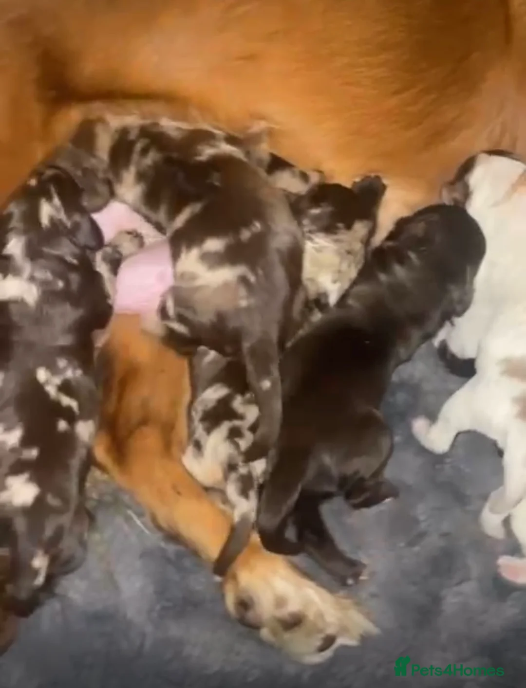 Cocker Spaniel dogs for stud: MERLE cocker spaniel at stud  in Rowlands Gill - Advert 16