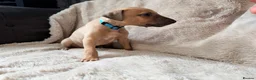 Whippet dogs for sale: Kc registered whippet male pup in Wolverhampton - Advert 3