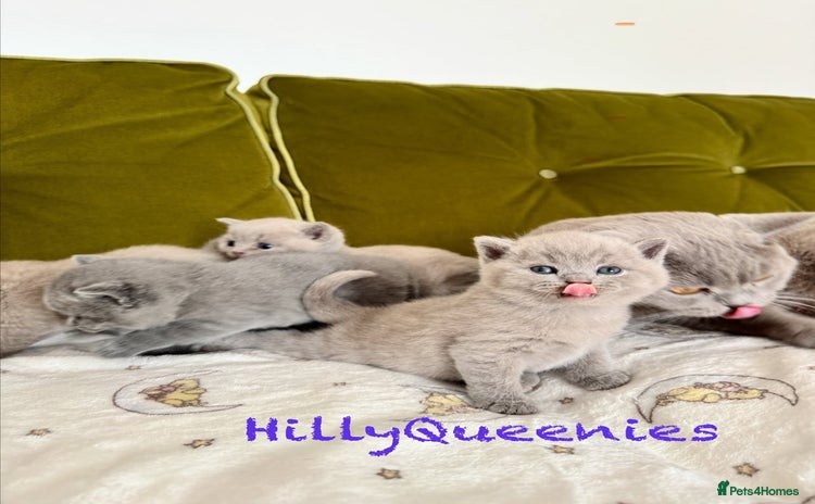 British Shorthair cats - Advert 3