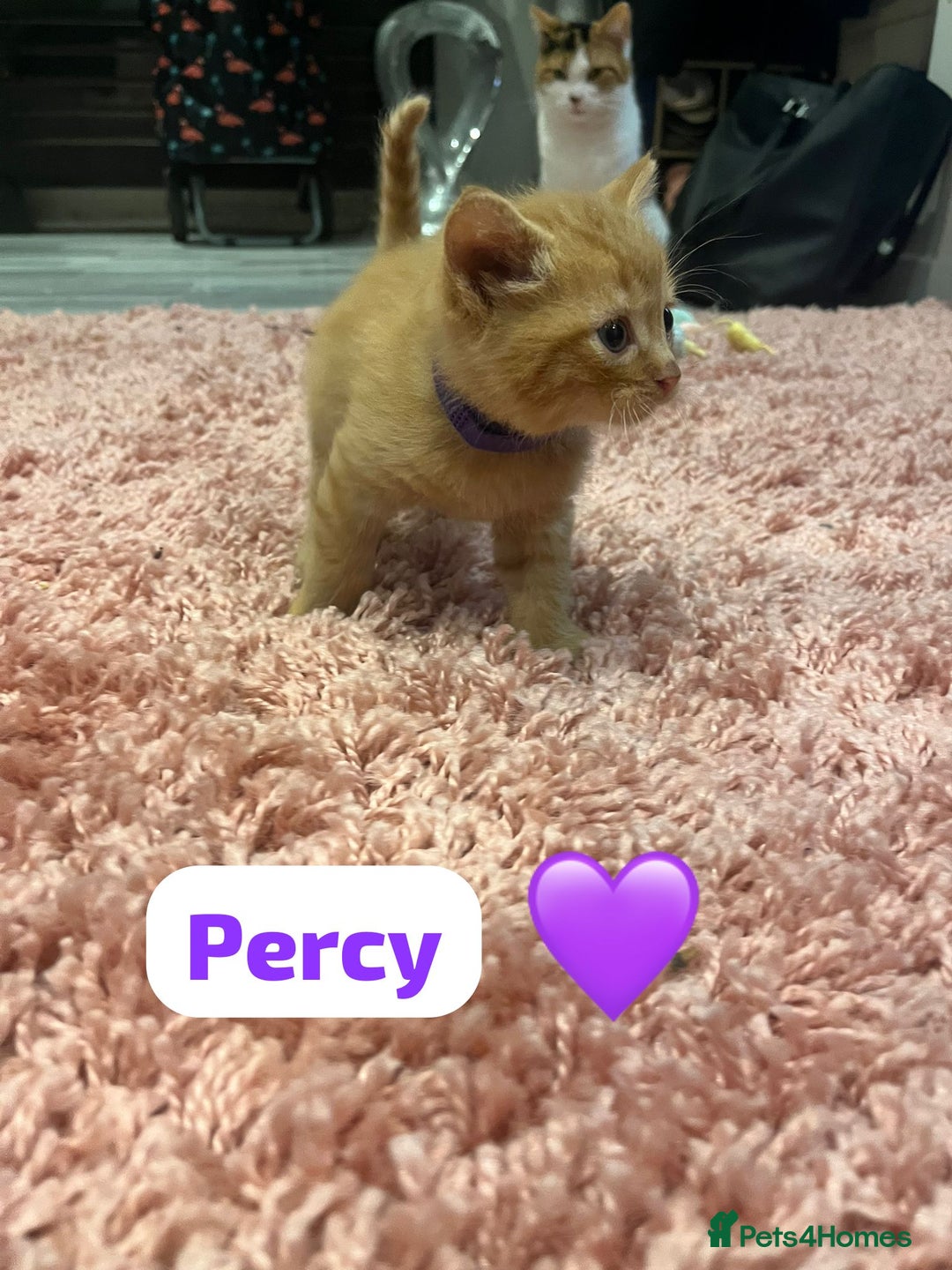 Mixed Breed cats for sale: 🐾 8 Beautiful kittens….🩵🩷 - Advert 10