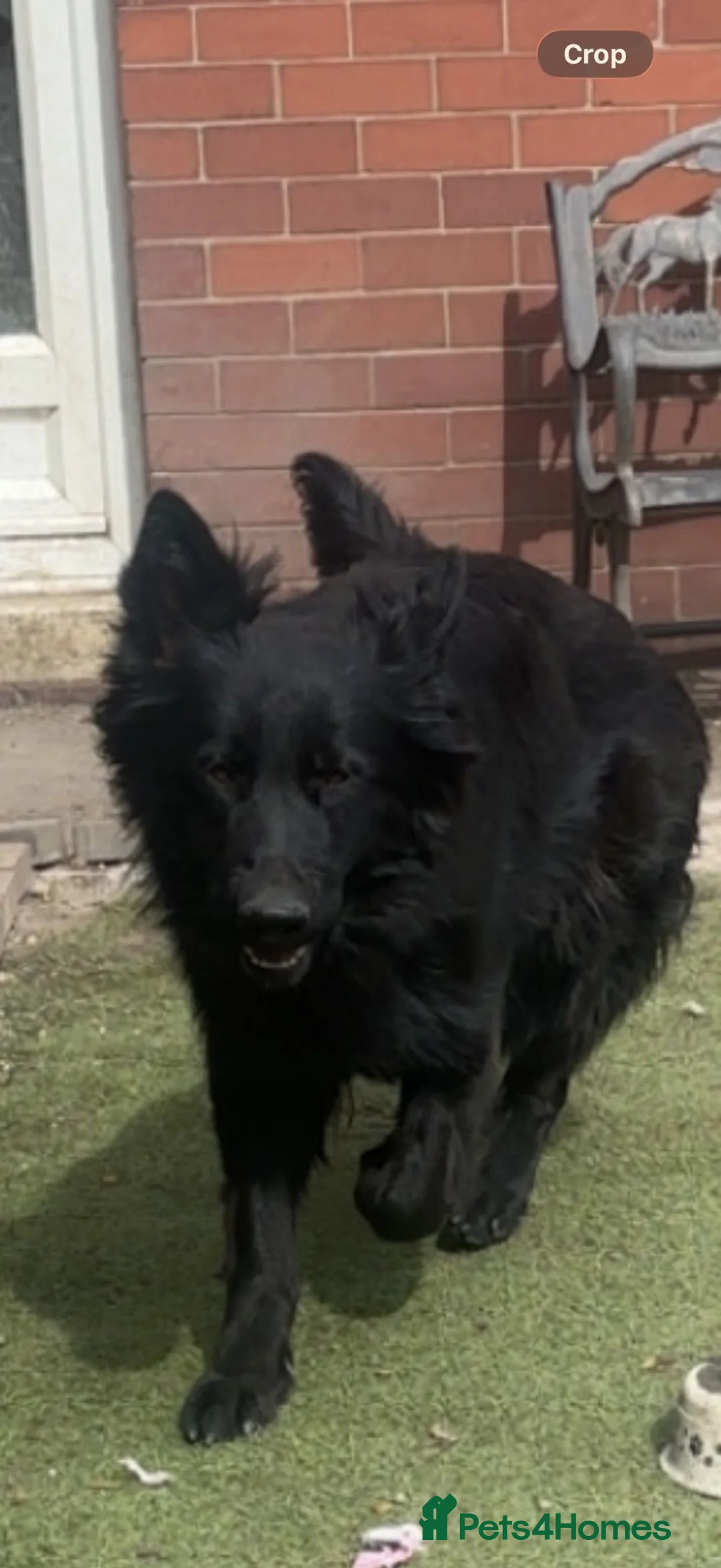 German Shepherd dogs for sale: 1 year old German Shepard  - Advert 1