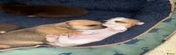 Chihuahua dogs for sale: Beautiful Purebred Chihuahua Puppies  - Advert 11