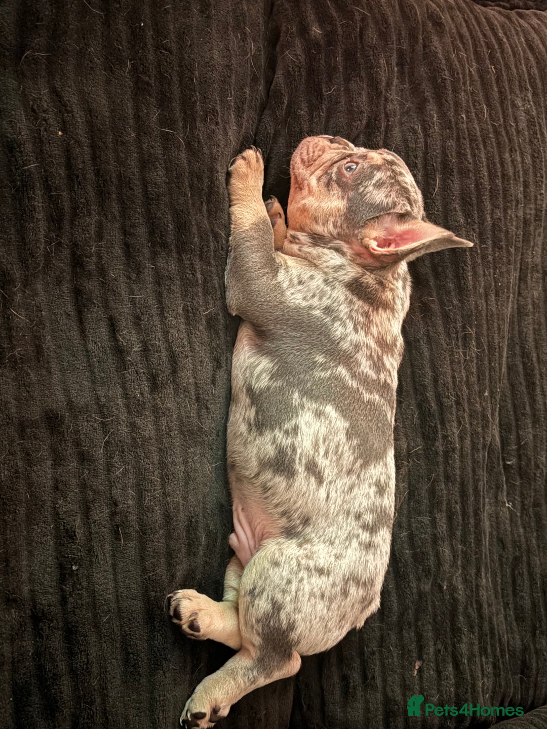 French Bulldog dogs for sale: Ragnar - Image 3