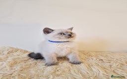 British Shorthair cats for sale: British Shorthair kittens  - Image 5