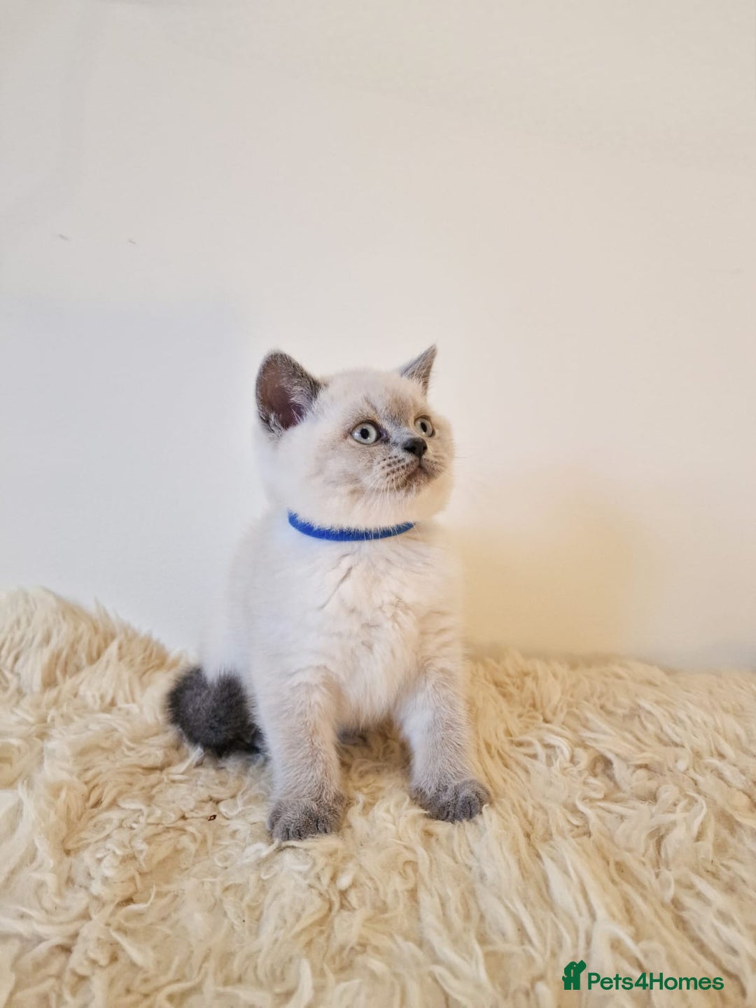 British Shorthair cats for sale: British Shorthair kittens  - Image 5